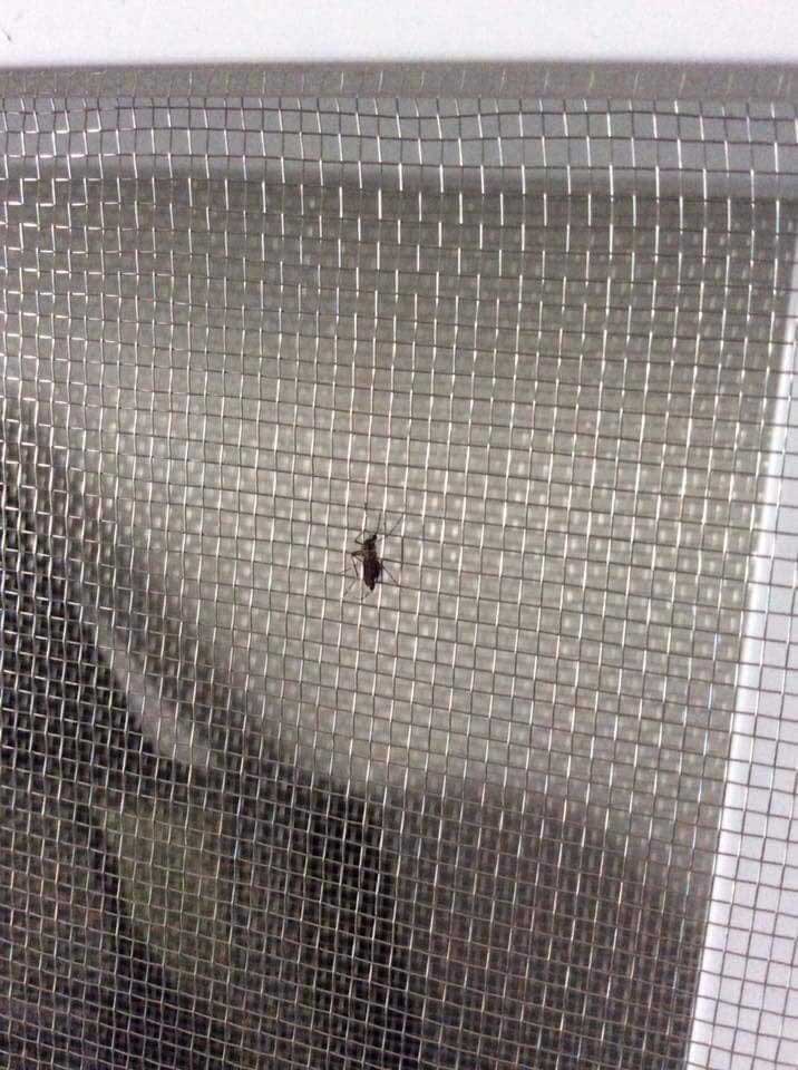 Khi nào nên thay mới hoàn toàn cửa lưới chống muỗi