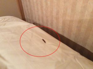 Lý giải nguyên nhân khiến rết bò vào nhà