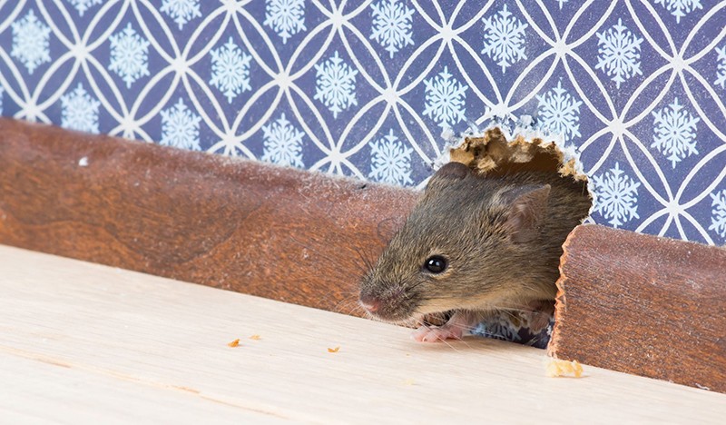 Chuột là loài động vật gặm nhấm quen thuộc nhưng lại gây ra không ít phiền toái cho con người