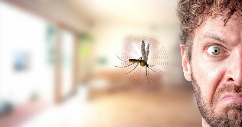 Làm thế nào để muỗi không bay trên đầu và vo ve bên tai?