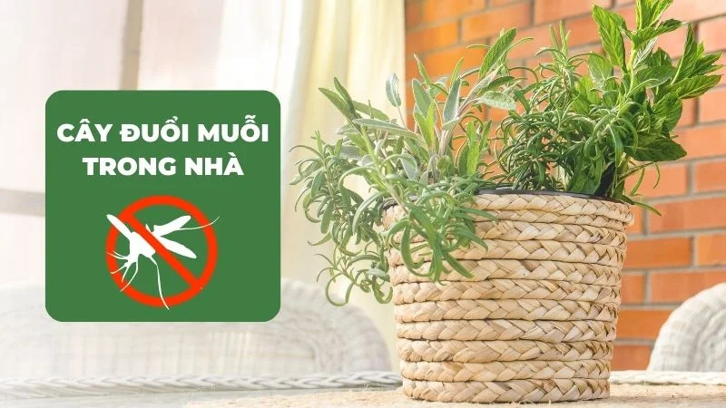 Tạo môi trường ‘không thân thiện’ với muỗi cũng là cách đuổi muỗi hiệu quả