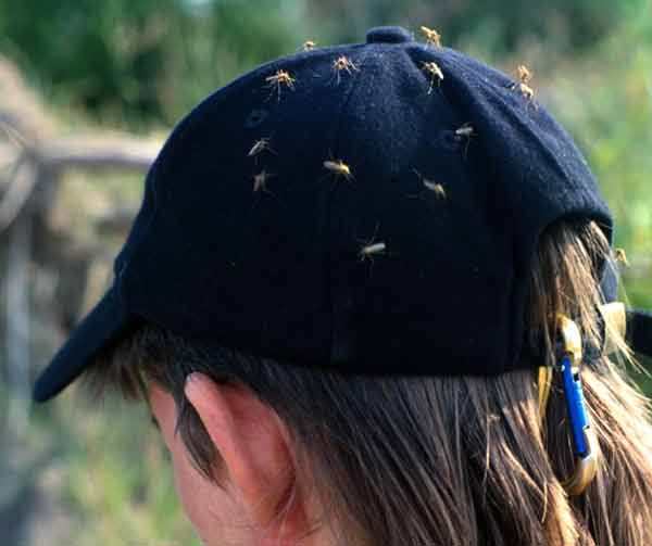 Nhiệt độ và mồ hôi - “Nam châm” thu hút muỗi