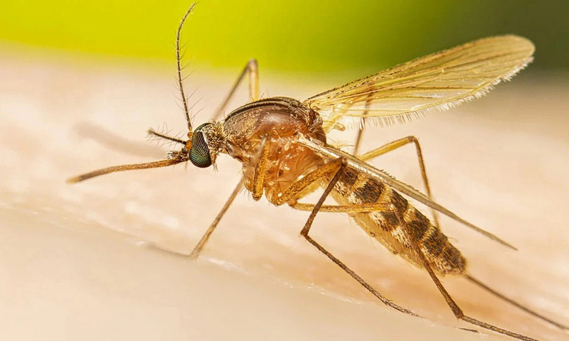 Nhận diện muỗi Culex: Làm sao để phân biệt với các loại muỗi khác?