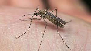 Muỗi Culex gây bệnh gì? Hai căn bệnh nguy hiểm bạn cần biết