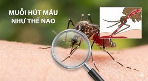 Muỗi hút máu như thế nào qua góc nhìn khoa học?