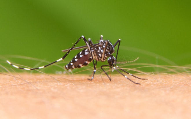 Tại sao trời lạnh không có muỗi? Bí mật của muỗi