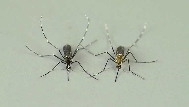 Giải mã vì sao muỗi chọn người để đốt