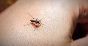 Muỗi là loài côn trùng cảm nhận nhiệt rất tốt. Nếu bạn có thân nhiệt cao sẽ khiến muỗi dễ tấn công bạn hơn trong đám đông