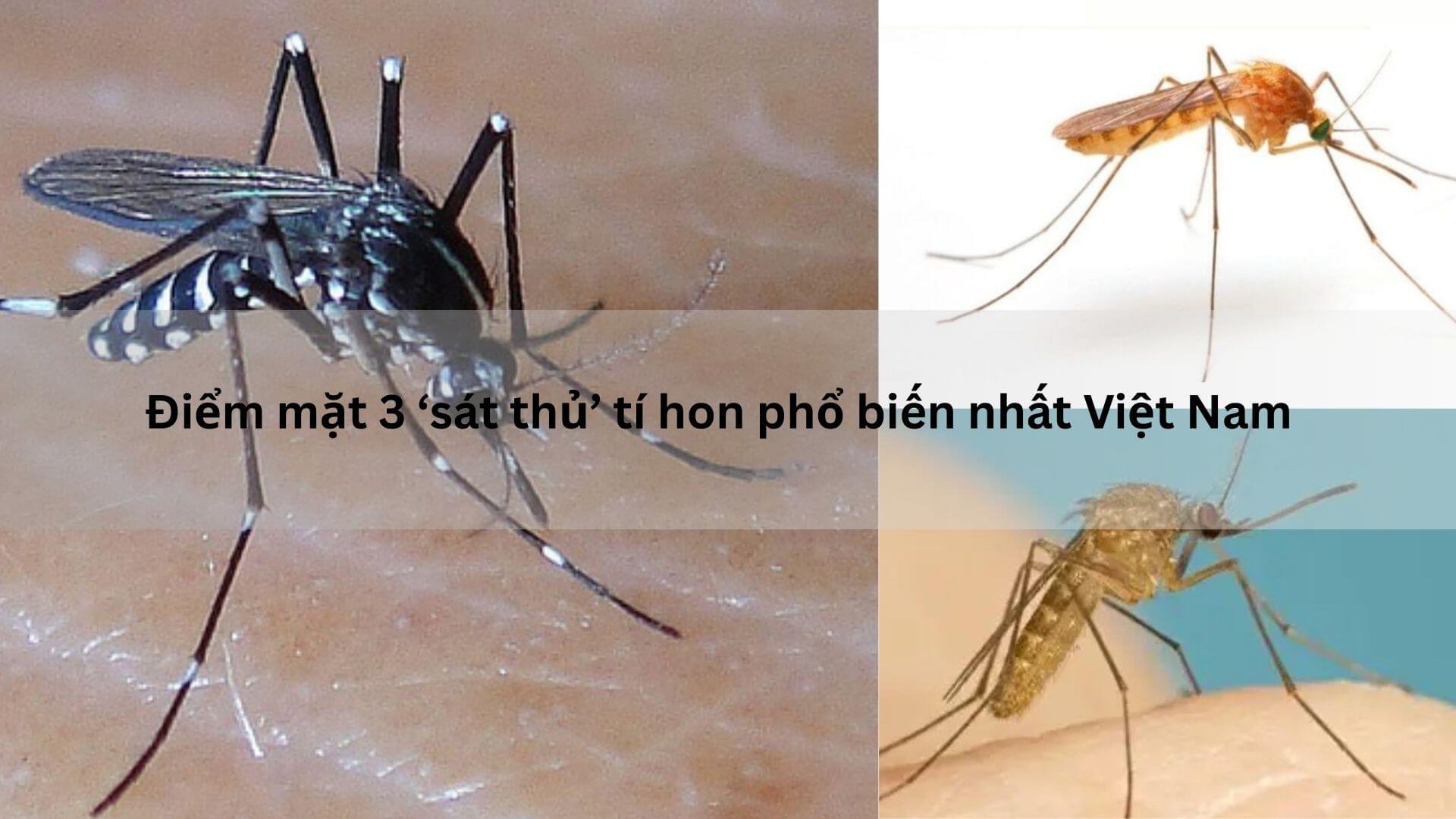 3 loại muỗi phổ biến tại Việt Nam