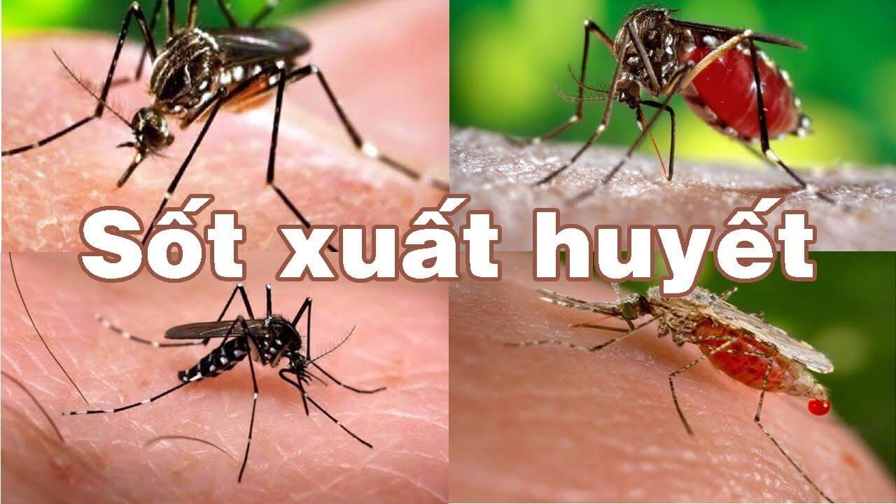 Cách nhận biết muỗi vằn Aedes Aegypti: Kẻ gieo rắc sốt xuất huyết