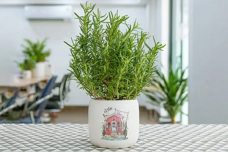 Trồng cây gì ở cửa sổ để đuổi muỗi?