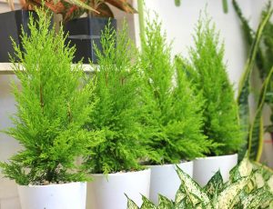 Tại sao nhà nhiều cây xanh lại dễ có muỗi hơn?