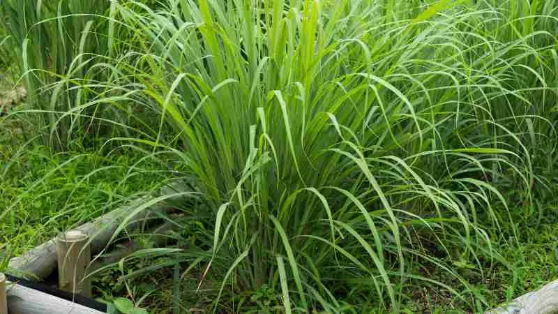 Nguyên tắc chống muỗi cho nhà nhiều cây cối