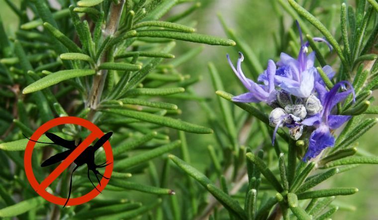 Cây hương thảo đuổi muỗi rất tốt