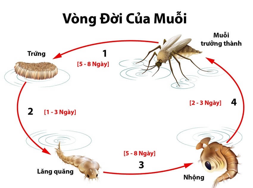 4 giai đoạn phát triển và thời gian hoàn thành vòng đời của muỗi