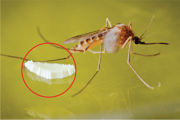 Cách ngăn chặn muỗi đẻ trứng và sinh sôi toàn diện