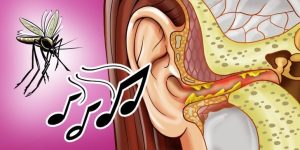 Giải mã bí ẩn: Những lý do khoa học khiến muỗi bay quanh tai