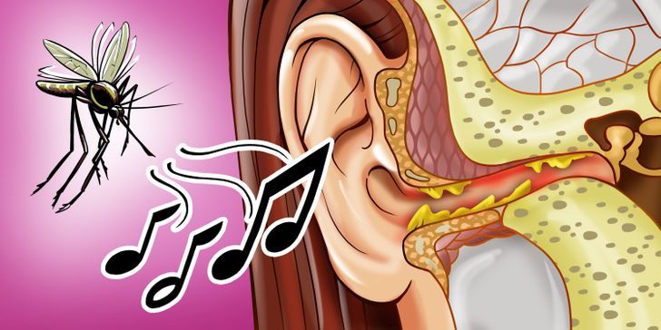 Giải mã bí ẩn: Những lý do khoa học khiến muỗi bay quanh tai