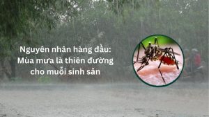 Mùa mưa là thiên đường cho muỗi sinh sản