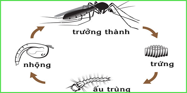Vòng đời của muỗi: Từ trứng đến lăng quăng và muỗi trưởng thành