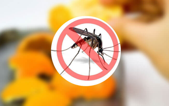 Làm gì để không có muỗi trong nhà? Các biện pháp phòng chống toàn diện