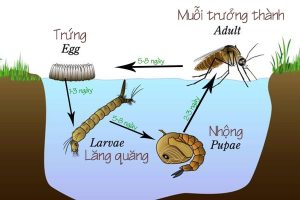 Muỗi sinh trưởng chủ yếu trong các đầm lầy, ao hồ hoặc các vũng nước đọng, các vùng ẩm ướt