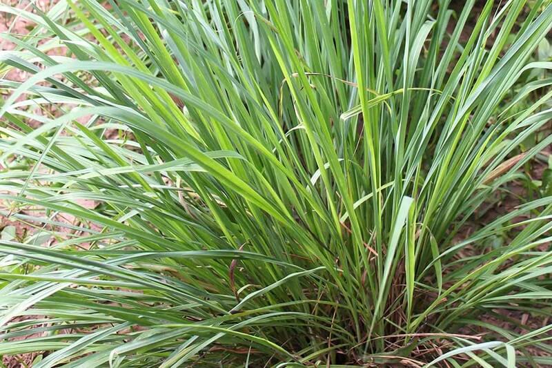 Việc trồng cây xanh trong nhà giúp làm sạch không khí và còn là một giải pháp đuổi muỗi tự nhiên, hiệu quả