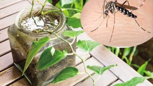 Môi trường ẩm ướt là điều kiện thuận lợi cho muỗi sinh sản