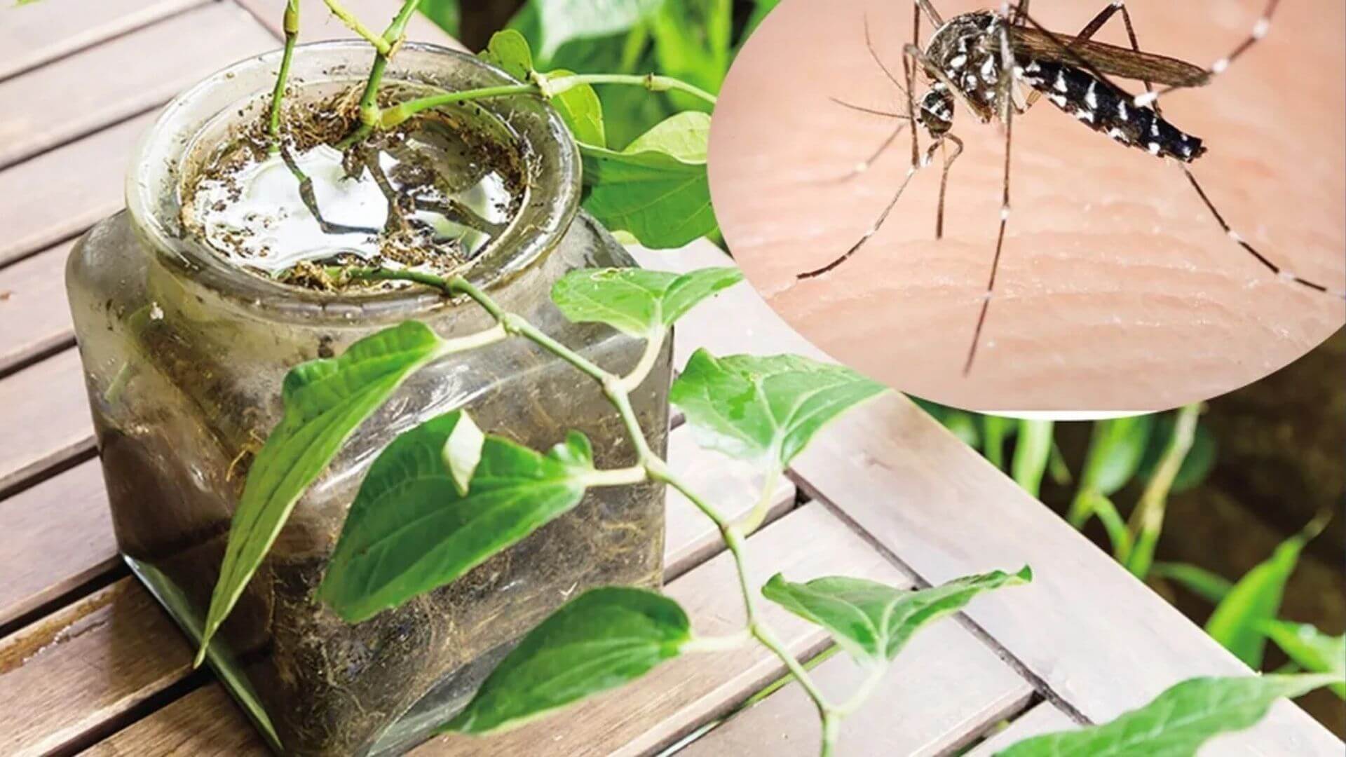 Môi trường ẩm ướt là điều kiện thuận lợi cho muỗi sinh sản