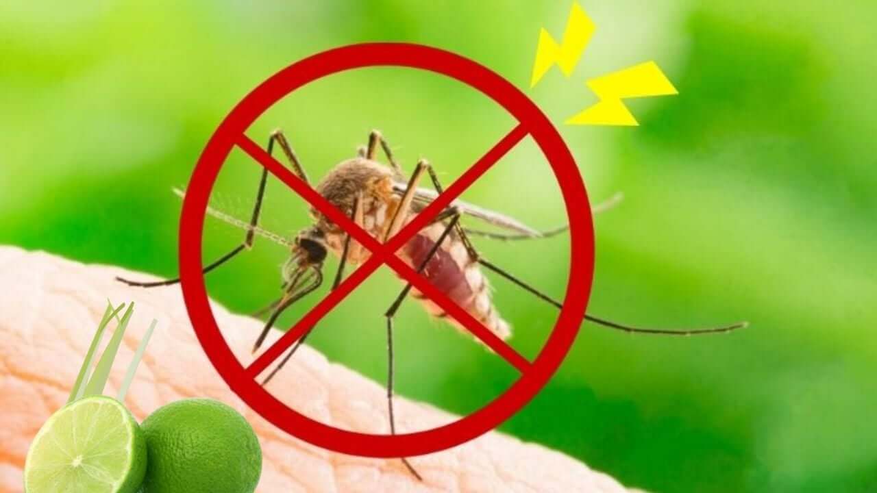 Dùng chanh, cam quýt để xua đuổi muỗi bằng mùi hương tự nhiên