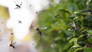 Sốt xuất huyết thường xảy ra vào mùa nào trong năm?