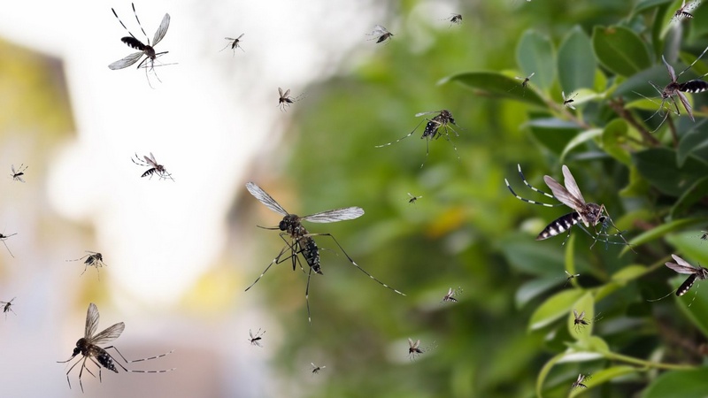 Sốt xuất huyết thường xảy ra vào mùa nào trong năm?