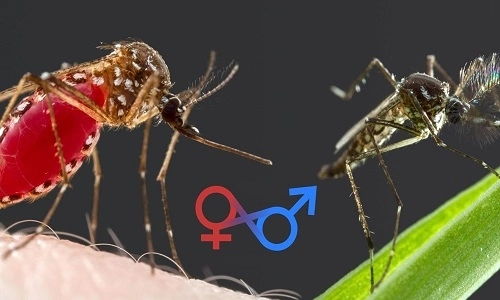 Vì sao chỉ muỗi cái hút máu mà không phải muỗi đực?