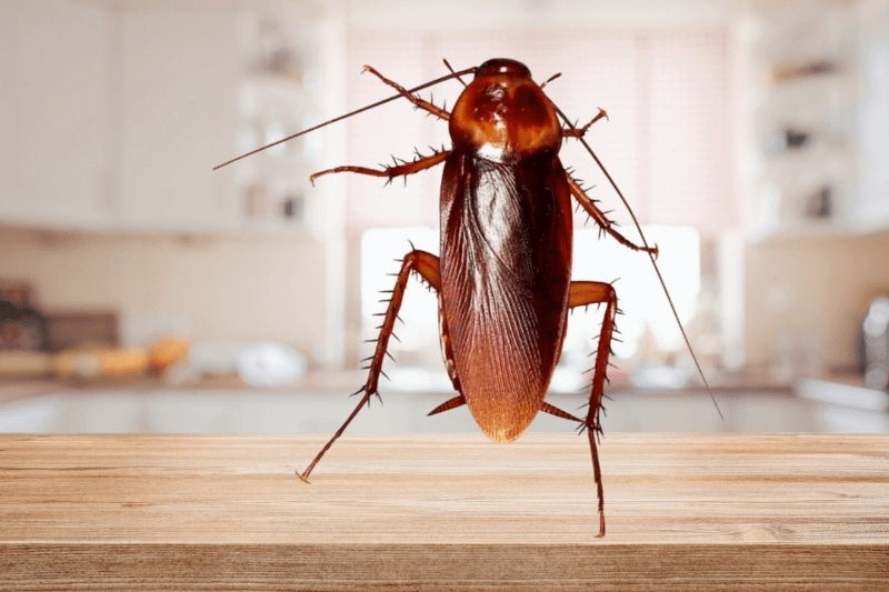Gián có tốc độ di chuyển cực kỳ nhanh