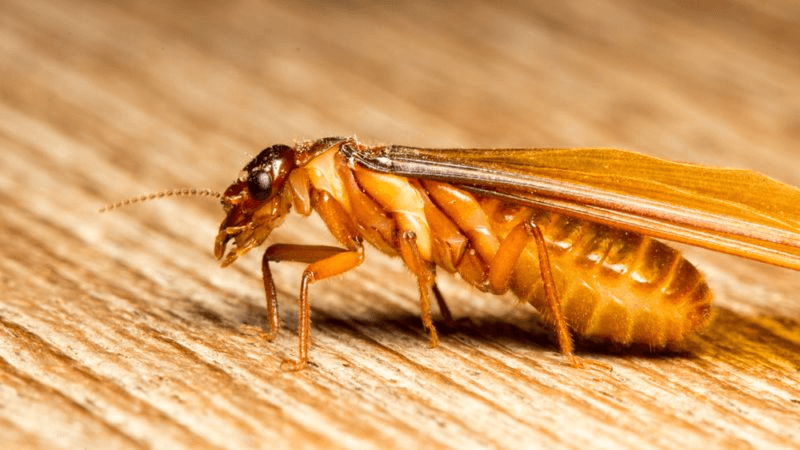 Mối là loài gây thiệt hại cho ngôi nhà của bạn đặc biệt là nội thất