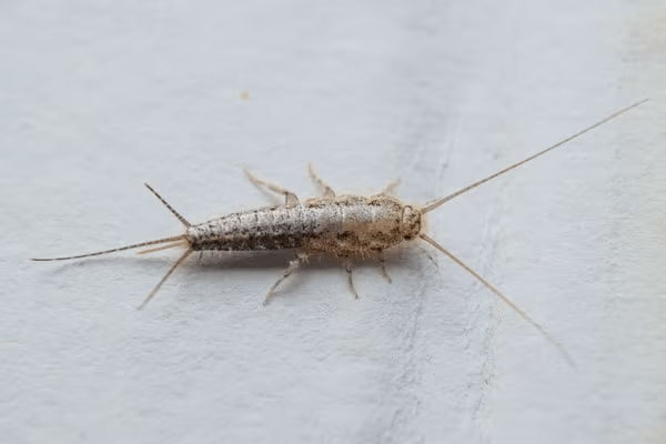 Bọ bạc còn được gọi là con nhậy