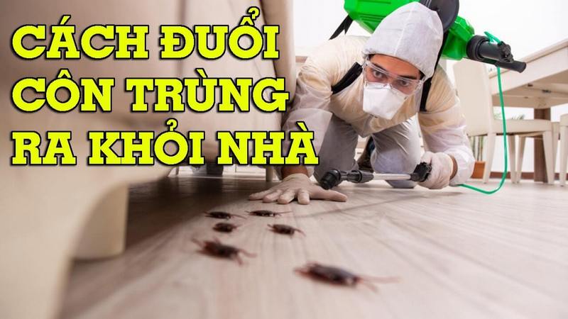 Làm thế nào để đuổi côn trùng ra khỏi nhà? Giải pháp toàn diện và chi tiết