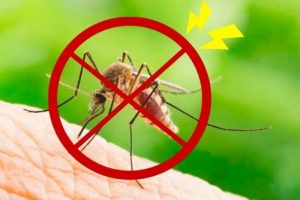 Diệt muỗi tận gốc: Có thật sự khả thi không?
