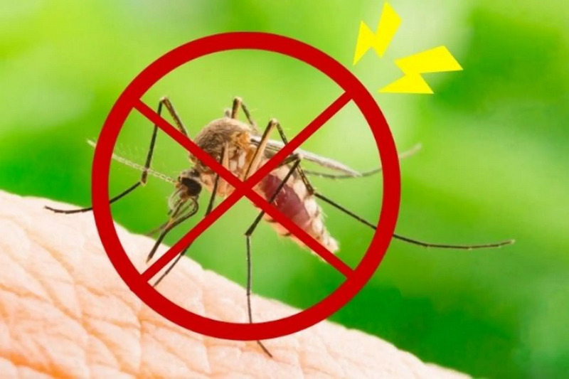 Diệt muỗi tận gốc: Có thật sự khả thi không?