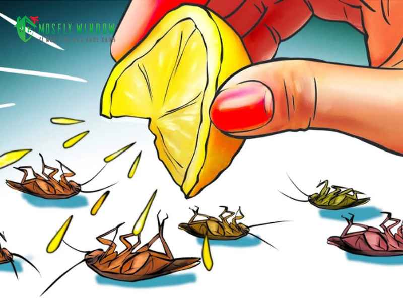 Các cách đuổi gián trong bếp bằng nguyên liệu tự nhiên