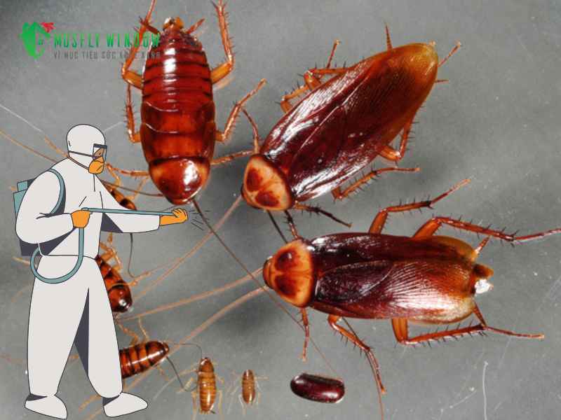 Làm sao để gián không bò vào nhà nữa? Cách phòng ngừa dài hạn