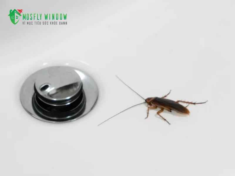 Vì sao nhà tắm lại có nhiều gián?