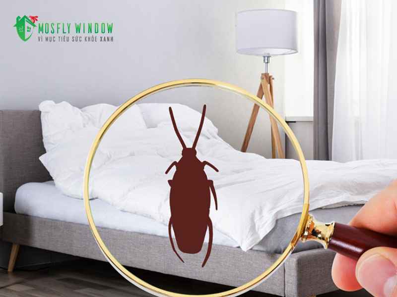 Vì sao phòng ngủ kín vẫn có gián?