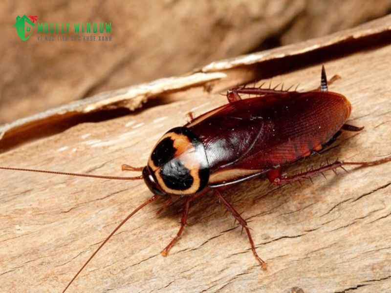Những lưu ý khi xử lý các loại gián cứng đầu