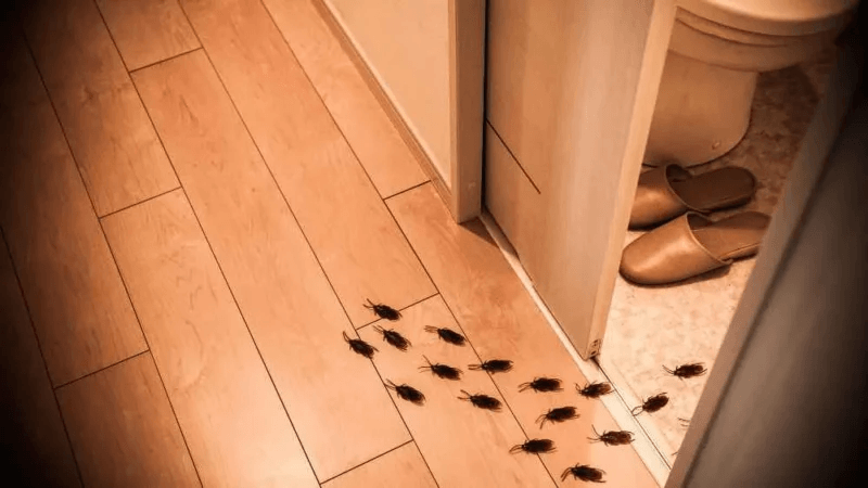 Vì sao gián bò được trên tường? Hé lộ cấu tạo chân siêu việt của chúng