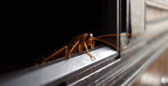 Vì sao gián lại bò vào nhà và leo lên tường?