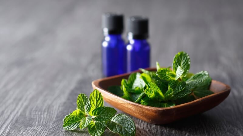 Bạn có thể sử dụng tinh dầu bạc hà