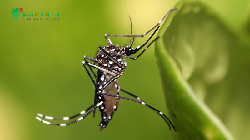Đặc điểm của từng loài muỗi (Muỗi vằn, muỗi Anopheles)