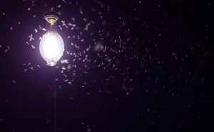 Sự thật bất ngờ: Côn trùng không thực sự ‘thích’ ánh sáng