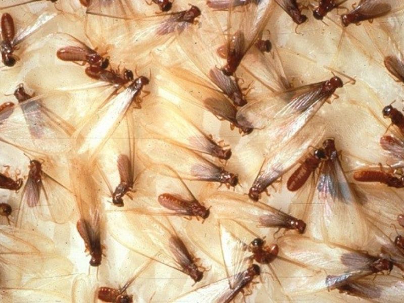 Mối cánh bay vào nhà có sao không? Mối nguy tiềm ẩn bạn cần biết